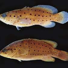<p></p><ol><li><p>Which one is the slope soapfish?</p></li></ol><p>2.which one is the spotted soapfish</p>