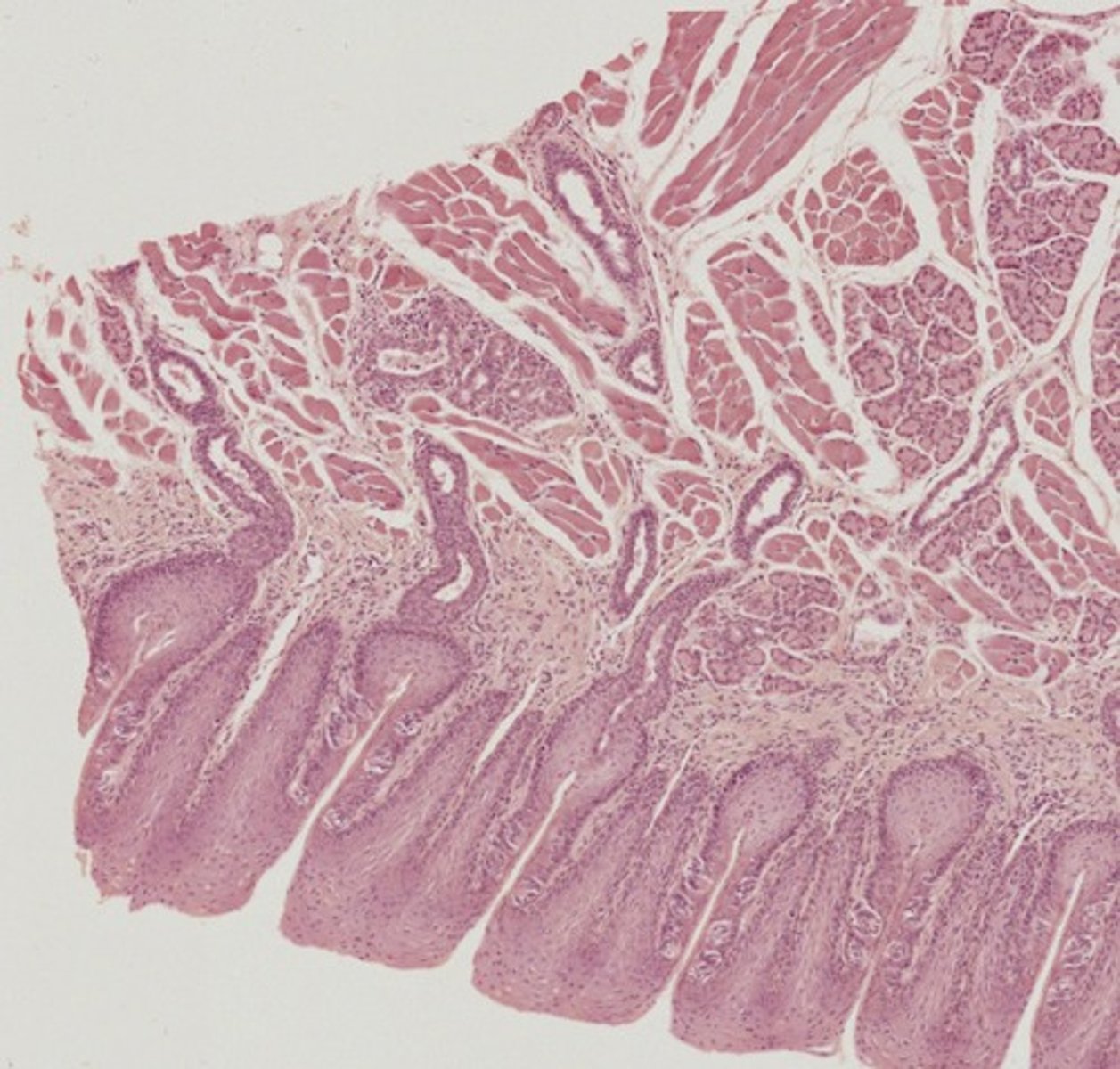 <p>Name the organ</p>