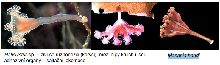 <p>Haliclystus sp. – živí se různonožci (korýši), mezi cípy kalichu jsou adhezivní orgány – saltační lokomoce</p><p>Manania handi</p>