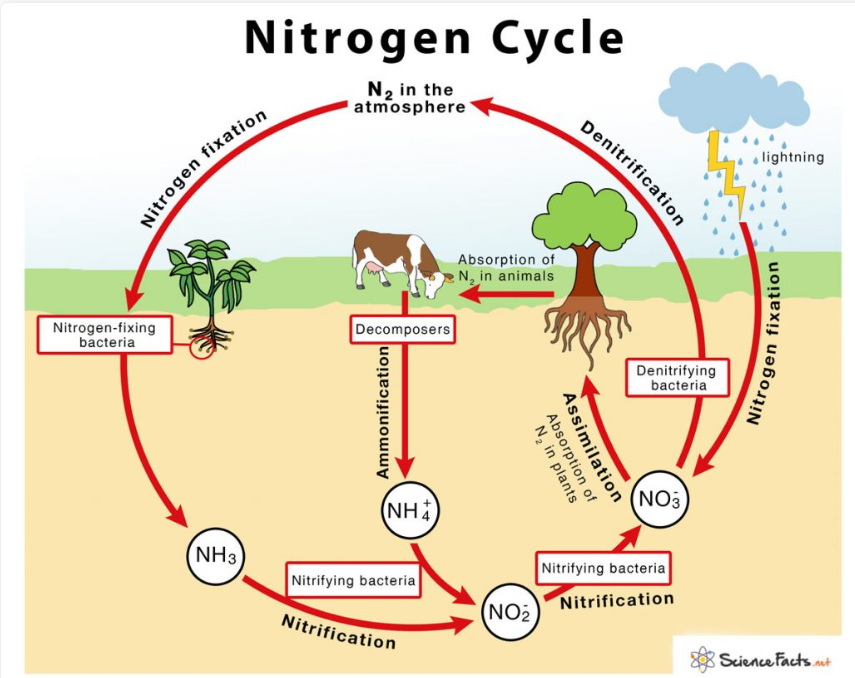 <p>nitrogen - nucleic acid and protein</p><p>Gersmehl’s nutrient model: input and output of nutrients </p><p>main gas of the atmosphere and fertilizer</p>