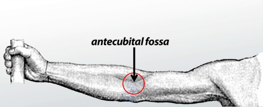 <p>Encompassing the front of the elbow</p>