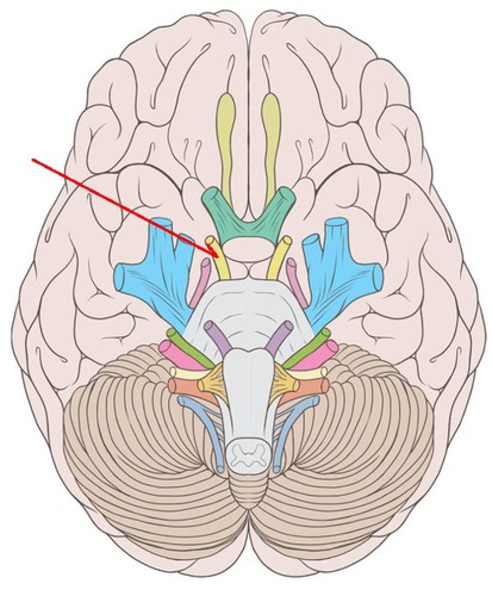 <p>Oculomotor nerve: movement of the eyes+pupils, motor, emerge in the interpeduncular fossa and innervate 4 of the 6 extraocular muscles: the medial rectus, superior rectus, inferior rectus, and inferior oblique. exit at the superior orbital fissure.</p>