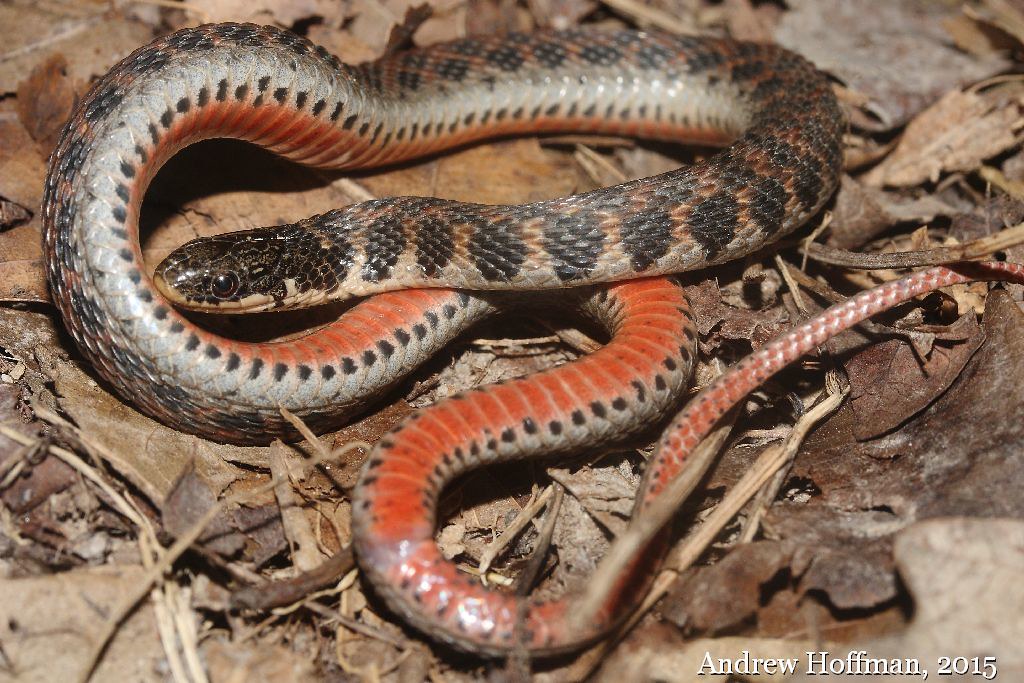 <p>Kirtland's snake</p>