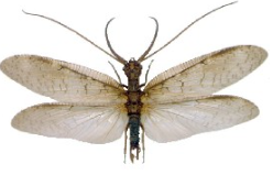 <p>Dobsonfly</p>