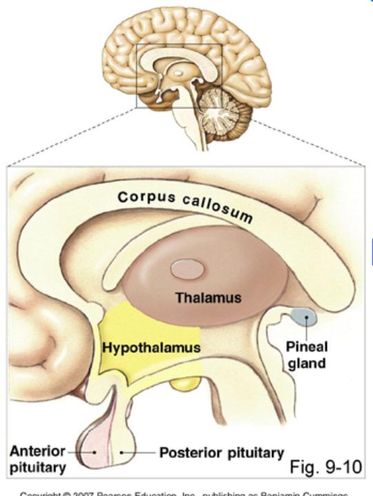 <p>hypothalamus, thalamus, epithalamus (pineal gland, choroid plexus of 3rd ventricle)</p>