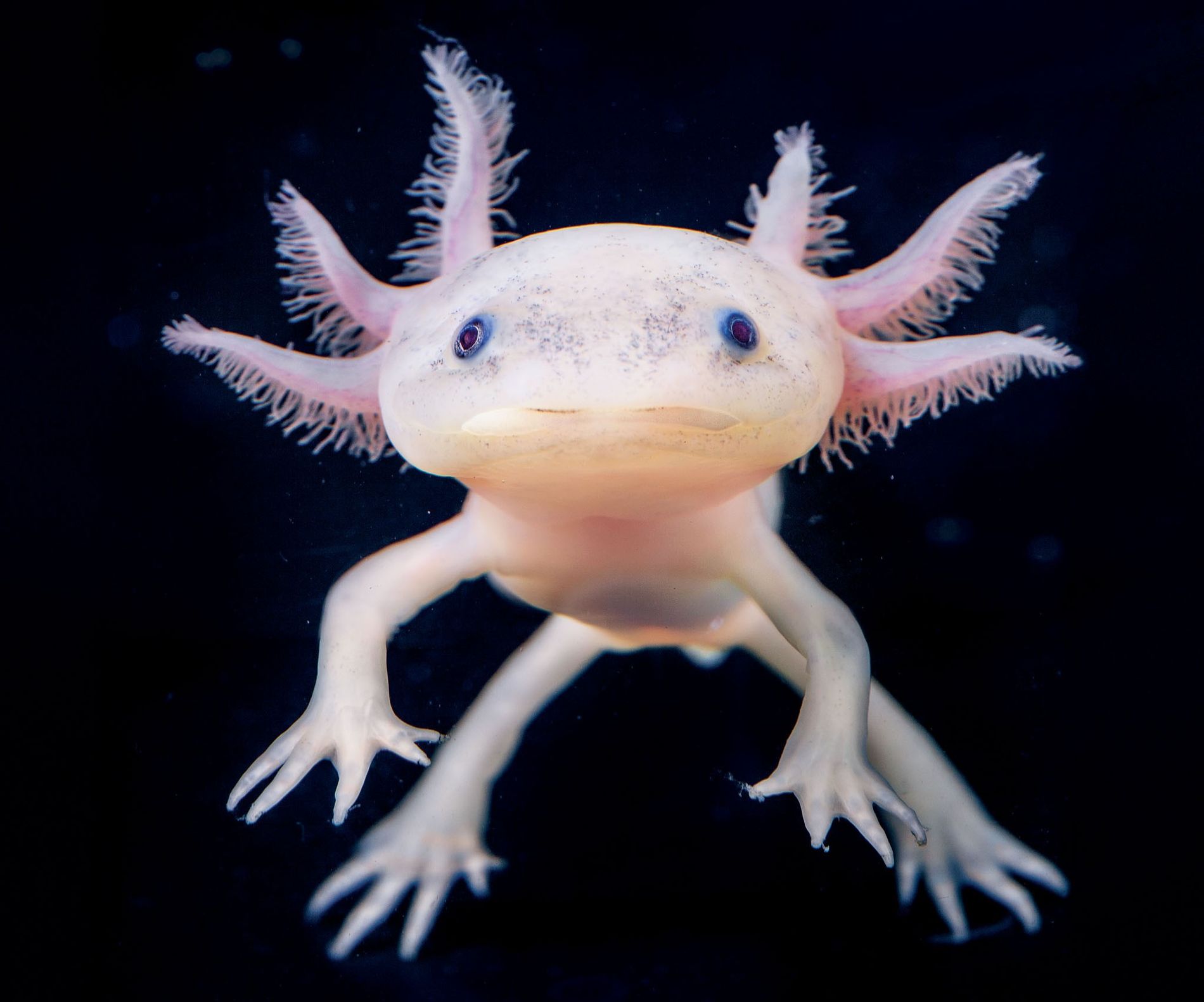<p>Axolotl</p>