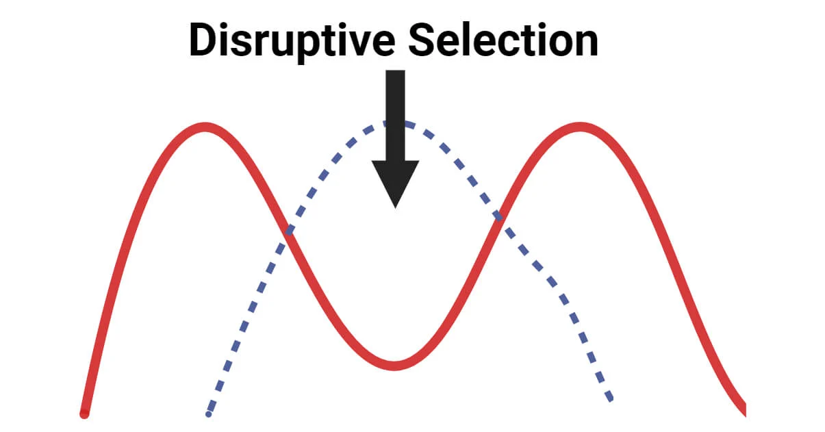 <p><span><strong>Occurs when </strong></span><span style="color: #9b84ff"><strong>individuals at the upper and lower ends of the curve have higher fitness than individuals near the middle</strong>.</span></p>