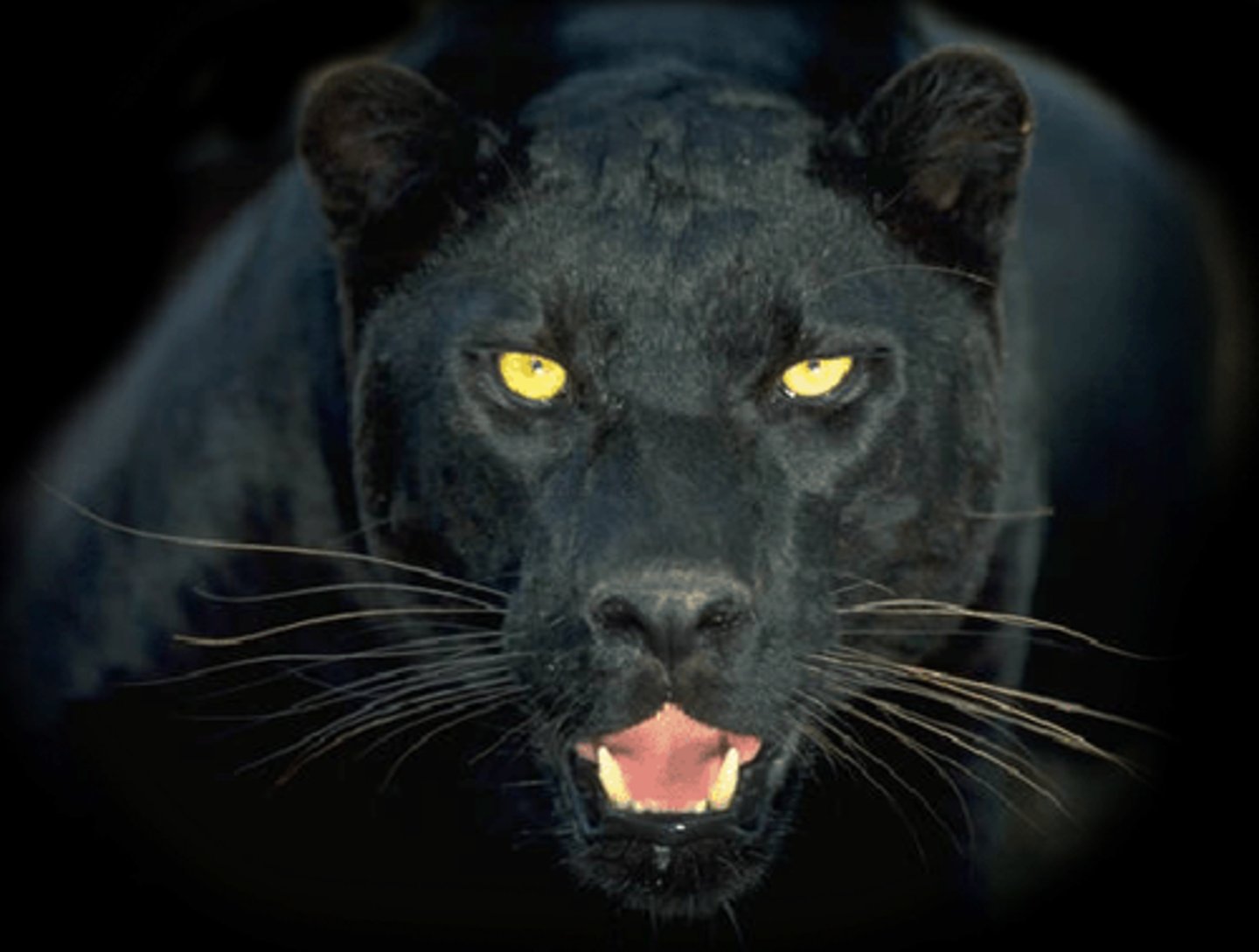 <p>panther</p>