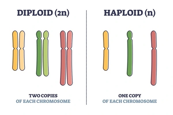 <p>A cell with two sets of chromosomes, one from each parent.</p>