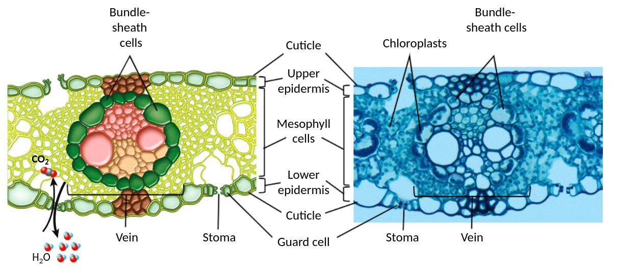 <p>between mesophyll cells and the vein </p><ul><li><p>PEP (3c) + CO2 → 4c acid (PEP carboxylase has no affinity for oxygen)</p></li></ul>