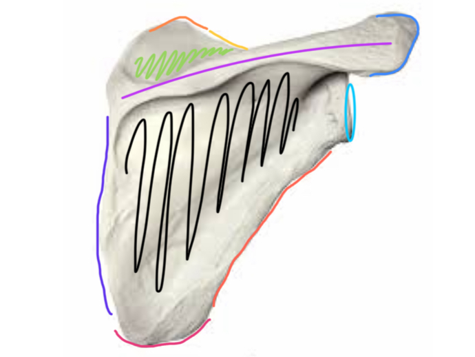 <p></p><p>Infraspinous Fossa</p>