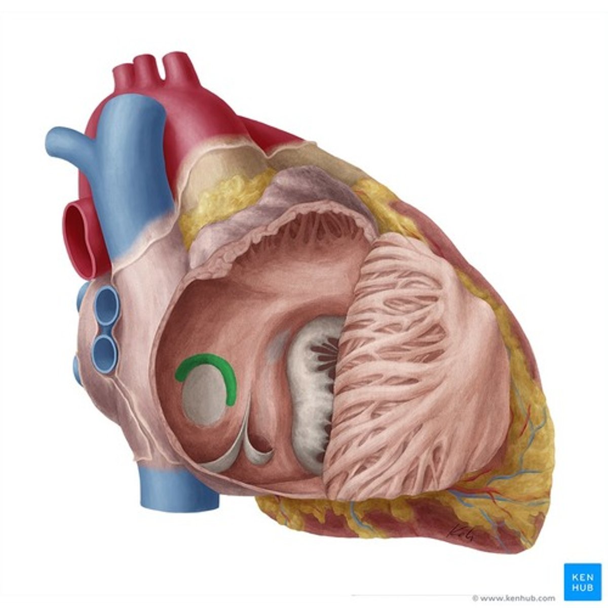 <p>border of oval fossa</p>