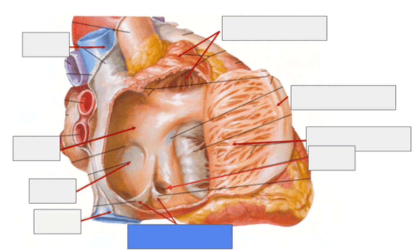 <p>valves of inferior vena cava and coronary sinus</p>