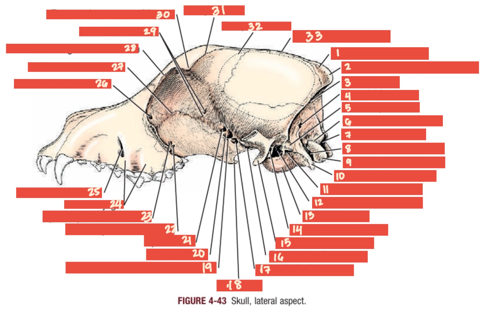 knowt flashcard image