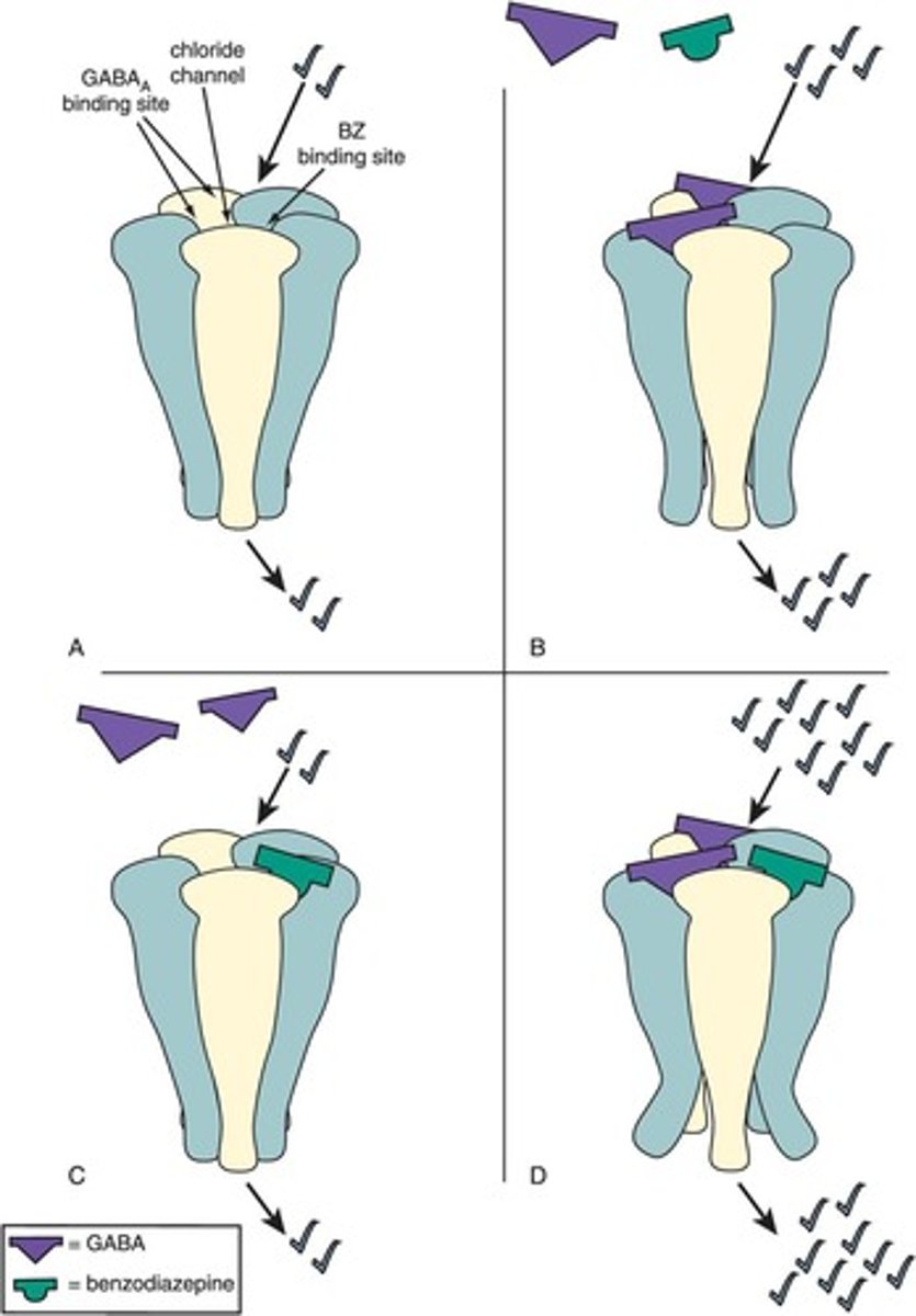 <p>The combination leads to more Cl- influx than either GABA or BZ alone, enhancing inhibitory effects.</p>