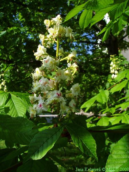 <p><span>jírovec maďal</span></p>