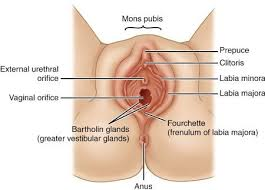 <ul><li><p><strong>Ciltoris </strong></p></li><li><p><strong>Vestibular Glands</strong></p></li></ul><p></p>