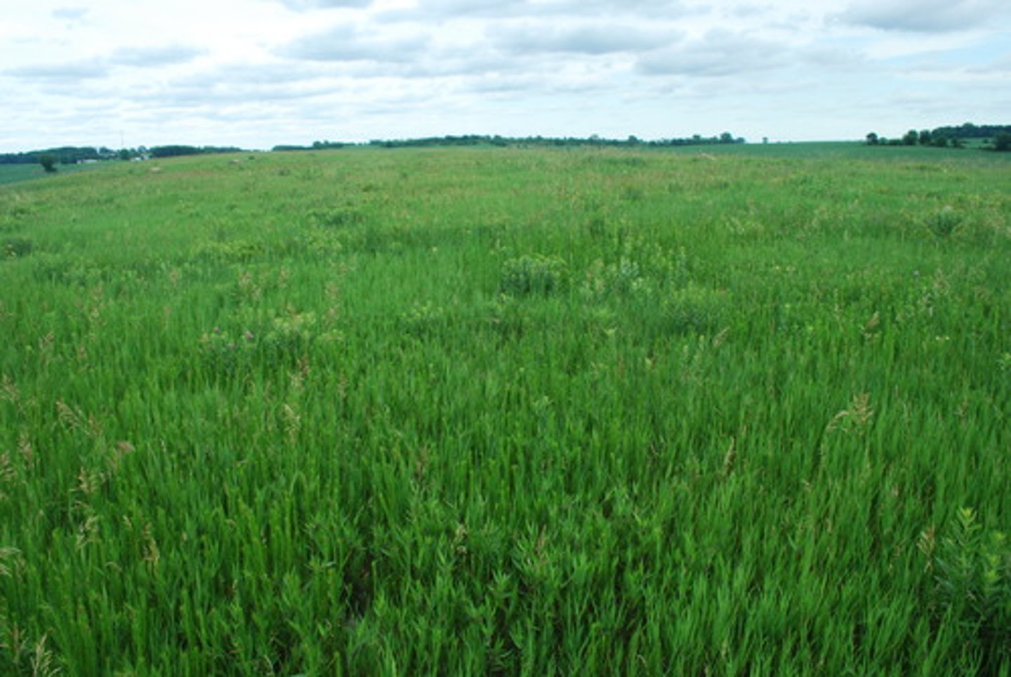 <p>lots and lots of grass and flat land in Nebraska</p>