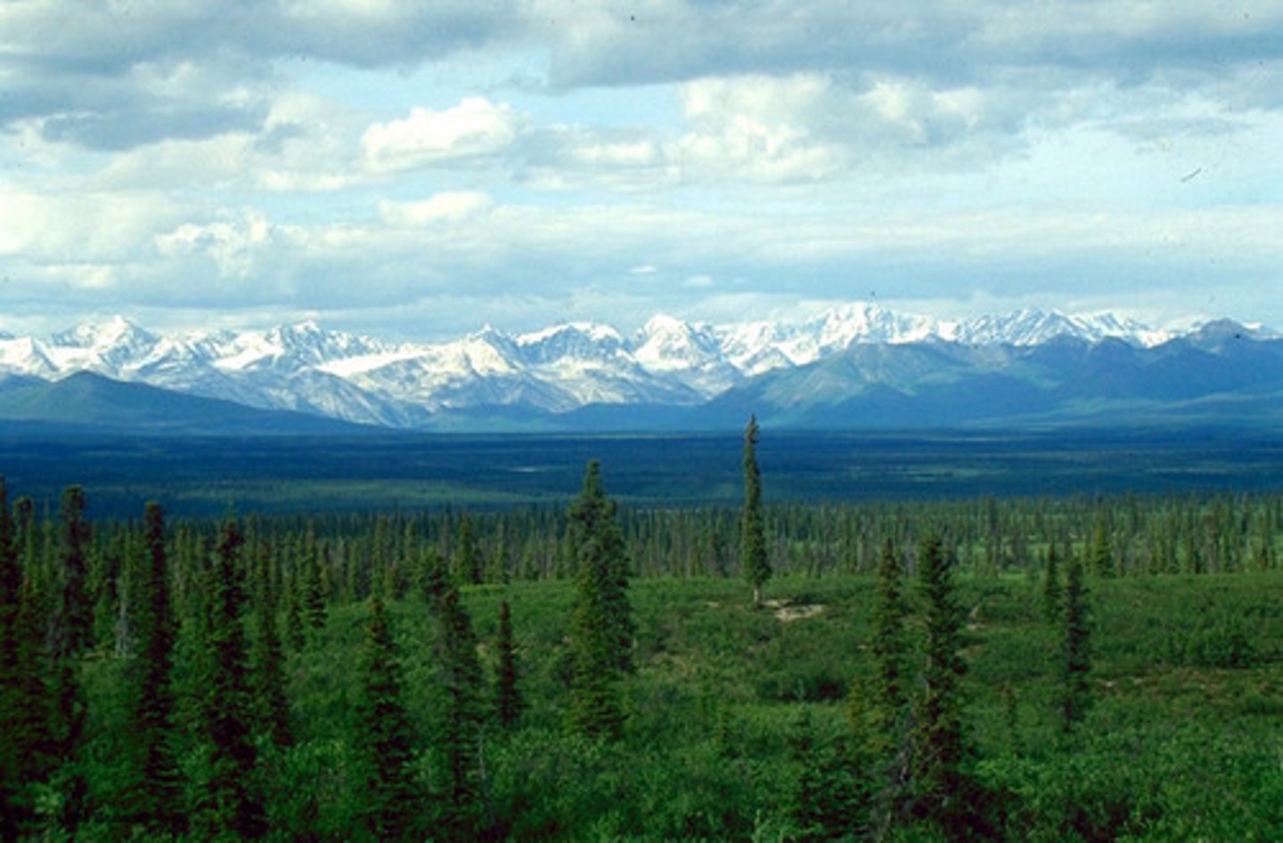 <p>taiga</p>