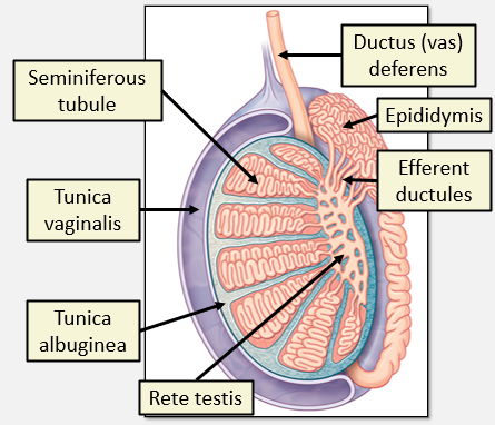 <p>Long coiled tube which lies posterior to the testes. </p><p>It is so tightly compacted that it appears like one solid mass. </p>