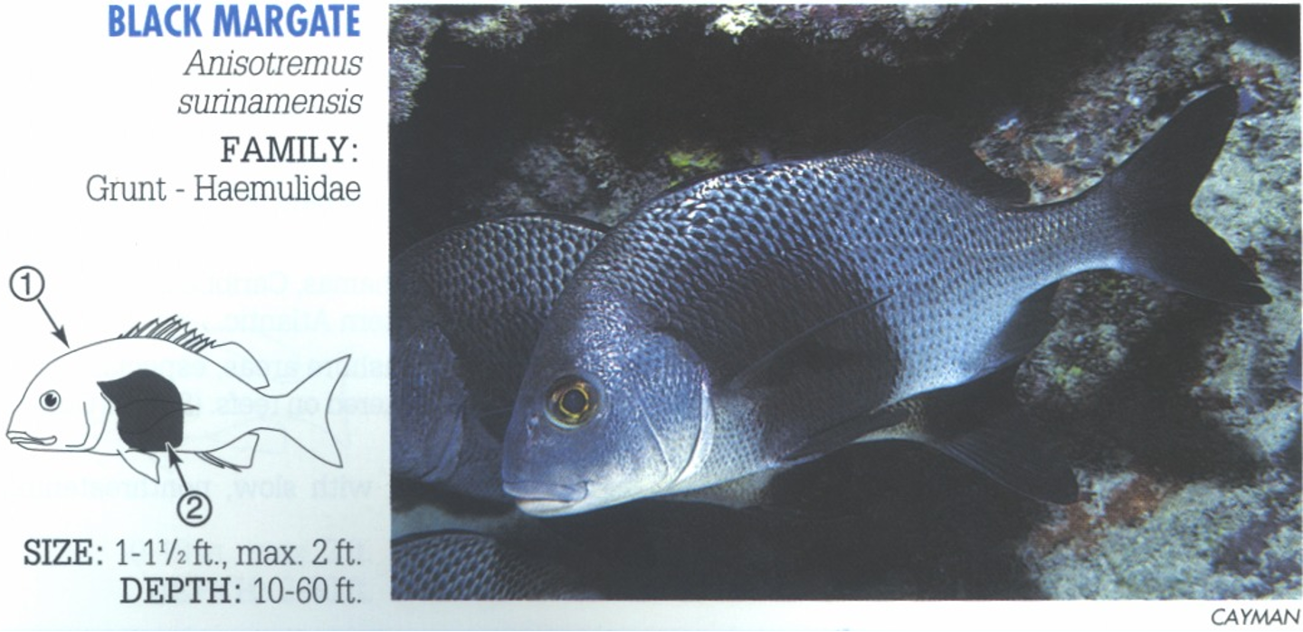 <p><span>1. High back profile. 2. Dark patch behind pectoral fins.</span></p>