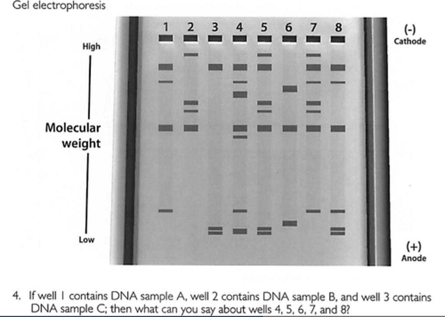 <p>Pieces of DNA strand cut by restriction enzymes</p>