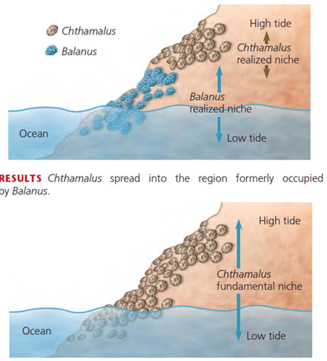 <p>The range of abiotic and biotic conditions under which a species actually lives</p>