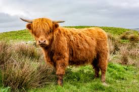 <p>scottish highland info</p>