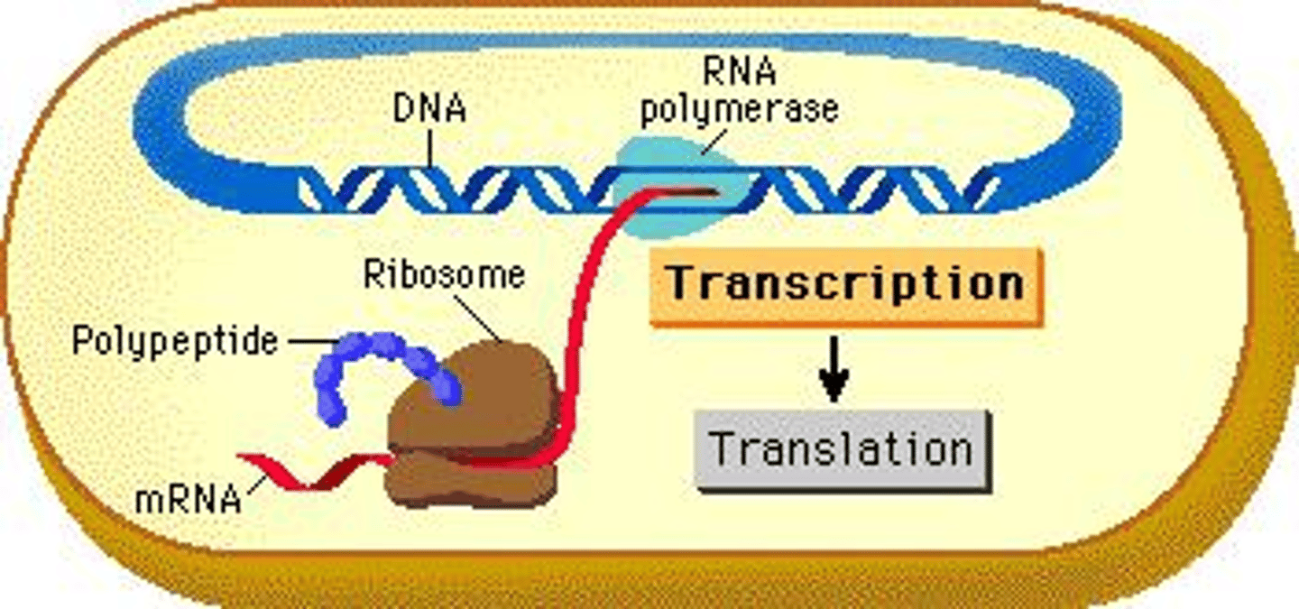 <p>The process of gene expression where DNA is transcribed to mRNA, which is then translated to produce proteins.</p>
