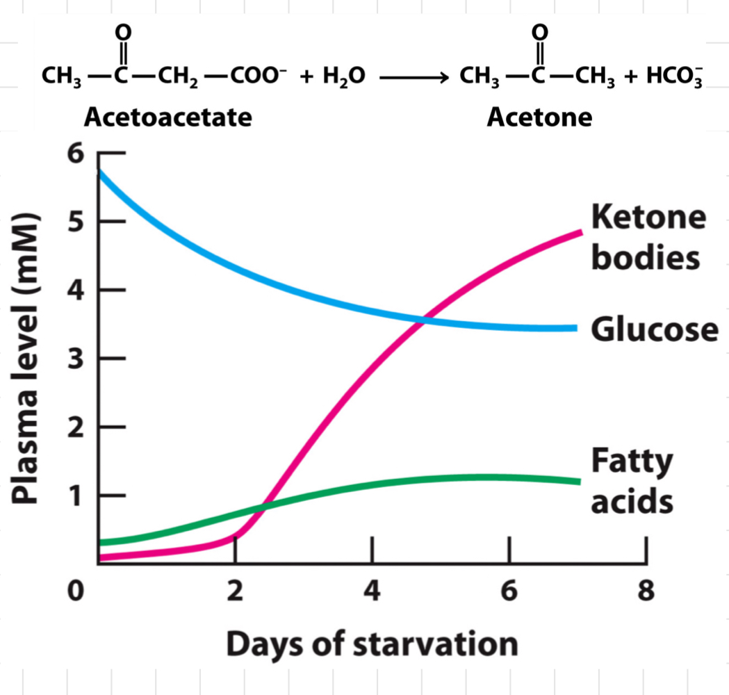 <h3><span class="heading-content"><strong>Inefficiency in Ketone Body Metabolism</strong></span></h3><ul><li><p>Nothing inefficient about the oxidation</p></li><li><p>But ketone body</p><ul><li><p>Lost in the urine</p></li><li><p>Spontaneously decarboxylate</p></li></ul></li></ul><h3><span class="heading-content"><strong>Have Ketone Bodies Saved Us?</strong></span></h3><ul><li><p>Make 30g glucose per day from glycerol</p></li><li><p>After 2 days of starvation</p><ul><li><p>Brain using 120g glucose a day</p></li><li><p>Protein loss &gt; 100g protein/day</p></li></ul></li><li><p>After 3-4 days</p><ul><li><p>Ketone bodies are lowering the brain’s need for glucose</p></li><li><p>Protein losses ≈ 75g/day</p></li></ul></li><li><p>By day 5</p><ul><li><p>Brain using 30g glucose/day</p></li></ul></li></ul>