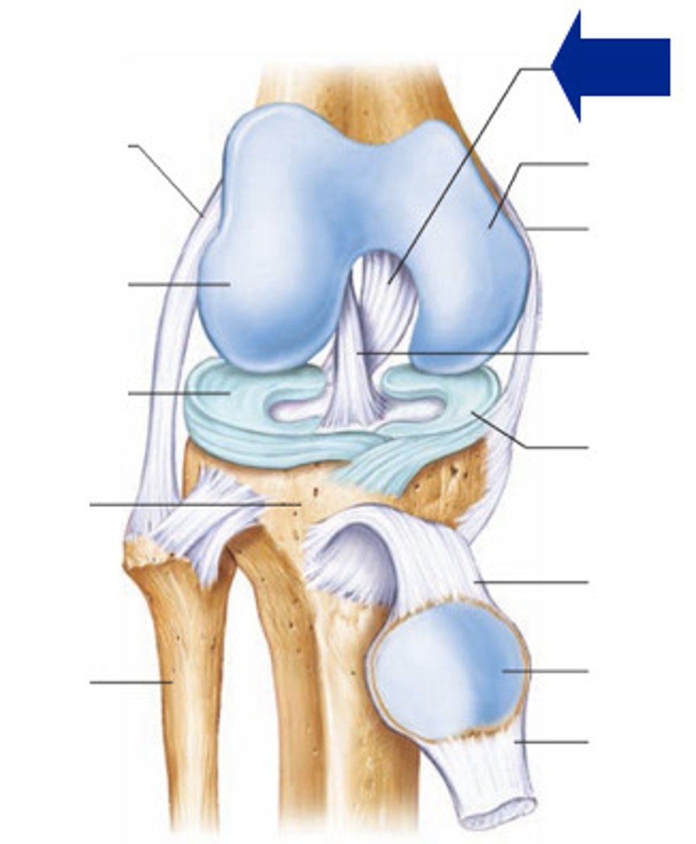 <p>Prevents the tibia from sliding backward; located behind the ACL.</p>