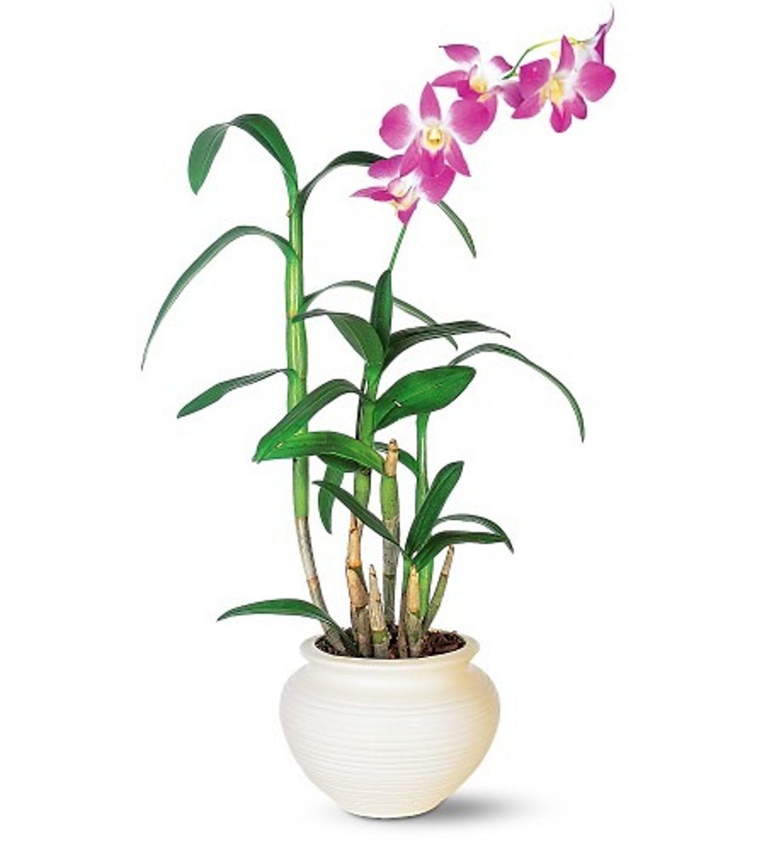 <p>Thick, very apparent stem</p><p>Dendrobiums have larger blooms than oncidiums but are typically smaller than cymbidiums. These grow on long stems with about four to eight per stalk.</p><p>Leaf is rubbery and are typically arranged alternately along the length of the canes.</p><p>Aerial roots (Above soil-line)</p>