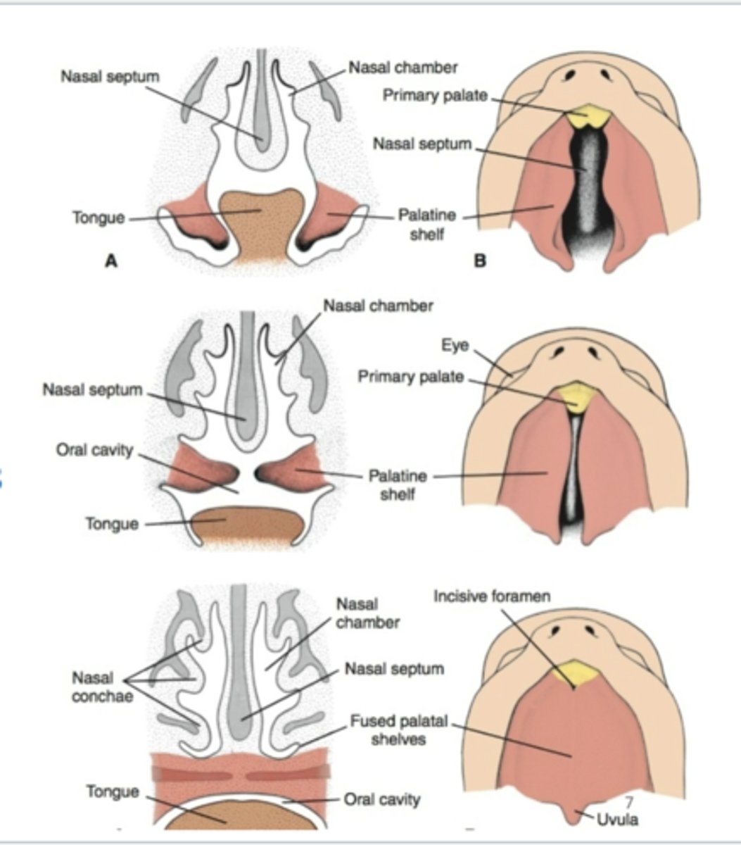 <p>The fusion of the palatal shelves begin when? in what kind of direction? What does it simultaneously fuse with? (2)</p>