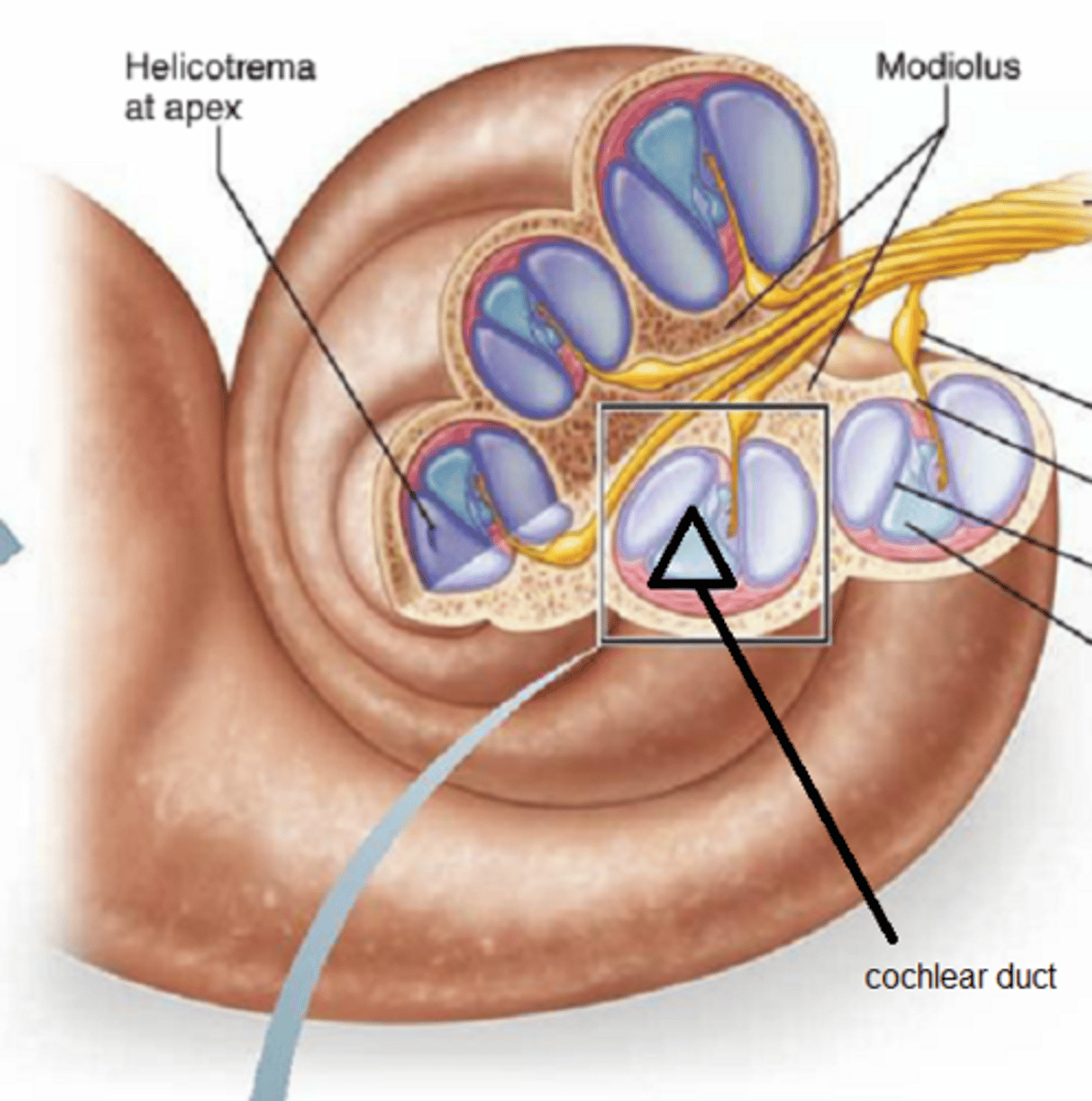 <p>filled with endolymph</p>