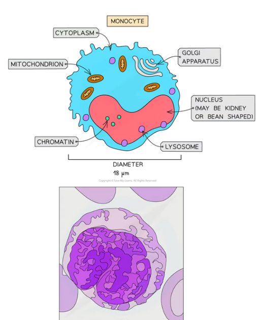 <ul><li><p><strong>Structure</strong>:</p><ul><li><p>Monocytes are the <strong>largest leukocytes</strong> (white blood cells).</p></li><li><p><strong>Kidney-shaped or bean-shaped nucleus</strong>, which appears lighter after staining.</p></li></ul></li><li><p><strong>Function</strong>:</p><ul><li><p>Engages in <strong>phagocytosis</strong>, engulfing pathogens and debris.</p></li></ul></li><li><p><strong>Microscope Identification</strong>:</p><ul><li><p>Stained nucleus appears <strong>light blue</strong>, with distinct chromatin.</p></li><li><p>Easy to identify due to size and shape.</p></li></ul></li></ul><p></p>