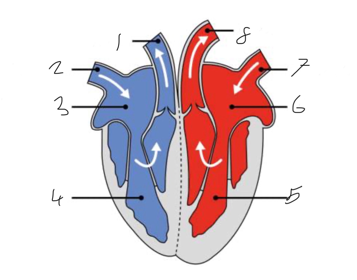 <p>What is the name of the part of the heart labelled as 2?</p>