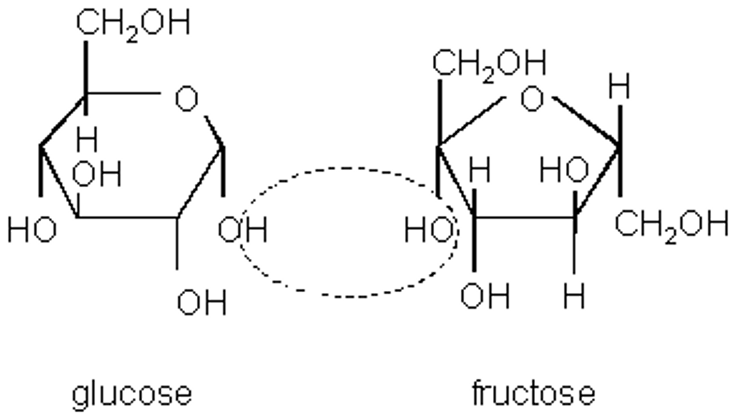 <p>(B) Furanose, Pyranose</p><p>Fructose forms a five membered ring, making it a furanose. Glucose forms a six-membered ring, making it a pyranose.</p>