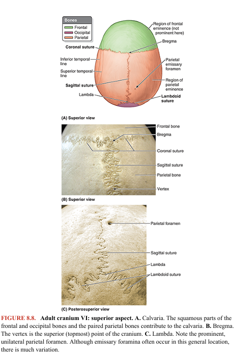 <p>The superior (vertical) aspect of the cranium, usually somewhat oval in form, broadens posterolaterally at the parietal eminences (Fig. 8.8A). In some people, frontal eminences are also visible, giving the calvaria a somewhat square appearance.</p><p>The coronal suture separates the frontal and parietal bones (Fig. 8.8A, B), the sagittal suture separates the parietal bones, and the lambdoid suture separates the parietal and temporal bones from the occipital bone (Fig. 8.8A, C). Bregma is the craniometric landmark formed by the intersection of the sagittal and coronal sutures (Figs. 8.6 and 8.8A; Table 8.1). Vertex, the most superior point of the calvaria, is near the midpoint of the sagittal suture (Figs. 8.6 and 8.7A).</p><p>The parietal foramen is a small, inconstant aperture located posteriorly in the parietal bone near the sagittal suture (Fig. 8.8A, C). Sometimes, paired parietal foramina are present. Most irregular, highly variable foramina that occur in the neurocranium are emissary foramina that transmit emissary veins connecting scalp veins to the venous sinuses of the dura mater (see “Scalp” in this chapter).</p>