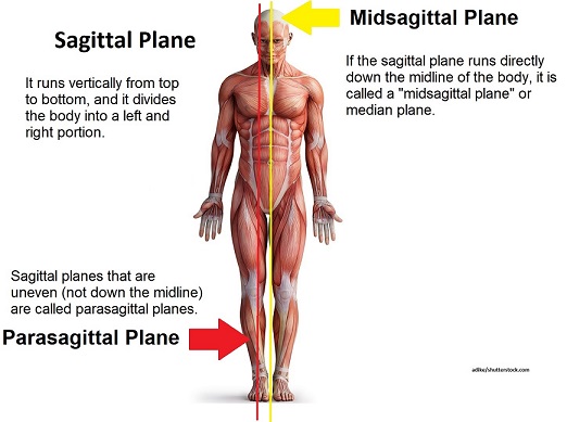 <p>sagittal plane</p>