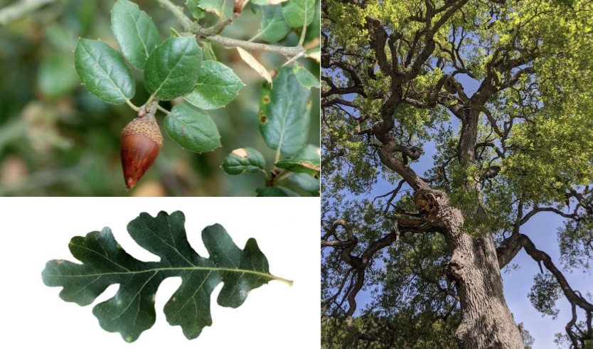<p>Clade: Superrosids (Fabids)</p><p>Order: Fagales</p><ol><li><p>Tannins</p></li><li><p>Evergreen*</p></li><li><p>Deeply lobed lvs</p></li><li><p><strong>Wind pollinated</strong></p></li><li><p><strong>Catkins</strong></p></li><li><p><strong>Monoecious</strong></p></li><li><p>Involucre of bracts (acorn cap)</p></li><li><p><strong>Inferior ovary</strong></p></li></ol><p></p>