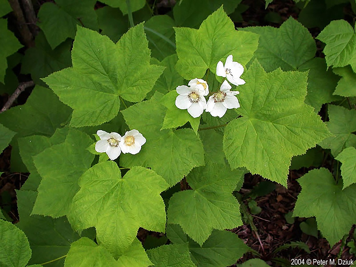 <p>-Large lobed leaves<br>-fuzzy leaves<br>-white flowers</p>
