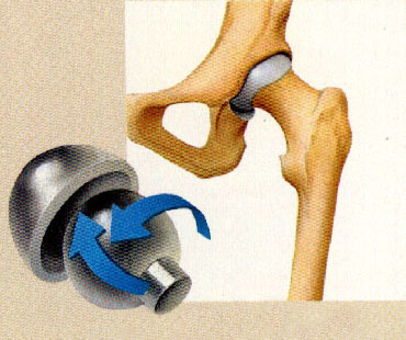 <p>head of one bone fits into a cup-like cavity of another bone; hip</p>