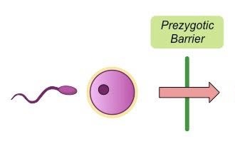 <p>What are the five types of prezygotic barriers?</p>