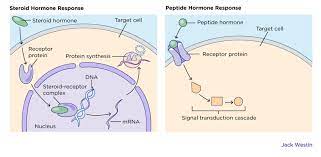 Amino acid based hormones function 