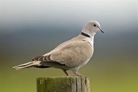 Slate grey, long broad tail, darker wing tips. **black at the back of the neck, blunt tail**. Males and females look similar.
