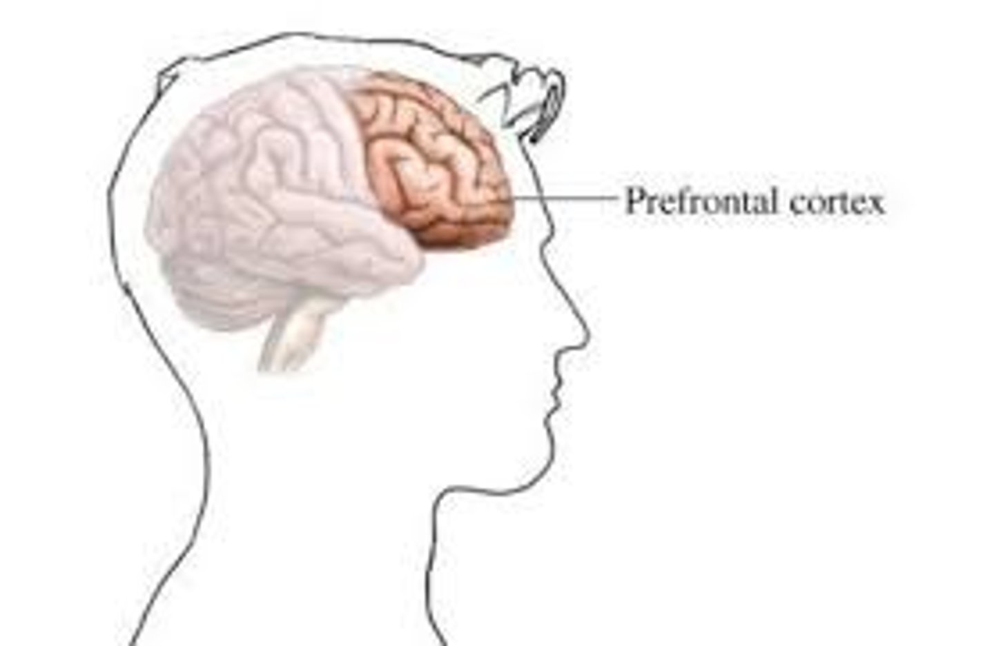 <p>prefrontal cortex (PFC)</p>