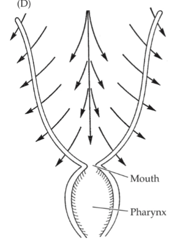 <p>suspension feeders</p><p>ciliated phophore (circular or horseshoe shaped, mouth in middle)</p><p>lophore current</p><p>particle capture→ flicking!</p><p>food mostly protists</p><p></p>