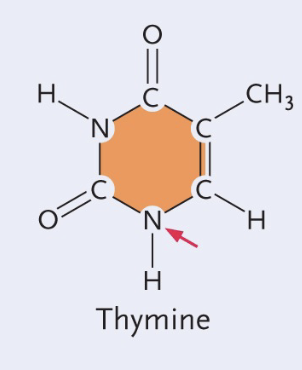 <ul><li><p>Single (pyrimidines)&nbsp;</p></li><li><p>CH3 group&nbsp;</p></li></ul><p></p>