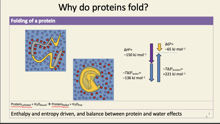 <ul><li><p>when the proteins fold, the hydrophobic regions are driven into the core of the protein, the hydrophilic regions are exposed on the outside</p></li><li><p>the molecules of water have much more freedom to move around one another - therefore they have more energy</p></li><li><p>hydrophobic effect is driven by relieving water molecules from hydrophobic molecules&nbsp;</p></li><li><p></p></li></ul><p></p>