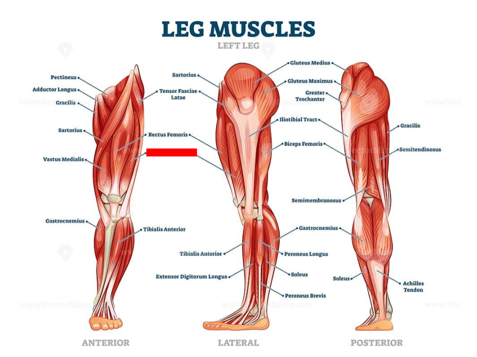 <p>Quadriceps</p>